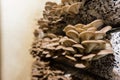 Oyster mushroom cultivation growing in farm on oil cake substrate Royalty Free Stock Photo