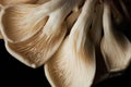 Oyster Mushroom Gills with Natural Textures on Black Royalty Free Stock Photo