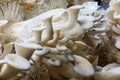 Oyster mushroom growing up in plant nusery,natural food concept, agricultural industry concept.