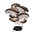 Oyster mushroom hand drawn vector illustration. Sketch food drawing