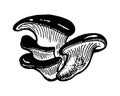 Oyster mushroom hand drawn vector illustration. Sketch food drawing Royalty Free Stock Photo