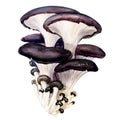 Oyster mushroom isolated on white background Royalty Free Stock Photo