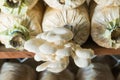 Oyster mushroom Royalty Free Stock Photo