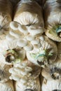 Oyster mushroom in nursery Royalty Free Stock Photo