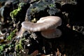 Oyster mushroom, pearl oyster mushroom or hiratake (lat. Pleurotus ostreatus), edible wild mushrooms in a forest, fungus Royalty Free Stock Photo