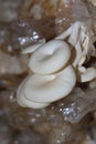 Oyster mushroom