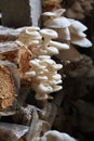 Oyster mushroom