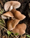 Oyster mushroom (Pleurotus ostreatus) Royalty Free Stock Photo