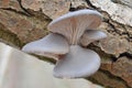 Oyster mushroom (Pleurotus ostreatus) Royalty Free Stock Photo