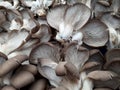 Oyster mushroom, Pleurotus ostreatus, one of the most common types of cultivated mushrooms