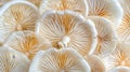 Oyster mushroom pleurotus ostreatus on pastel colored background for a serene display