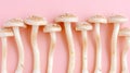 Oyster mushroom pleurotus ostreatus showcased on a delicate soft pastel colored background