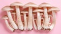 Oyster mushroom pleurotus ostreatus on soft colored background for a delicate touch