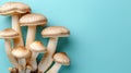 Oyster mushroom pleurotus ostreatus on soft and delicate pastel colored background