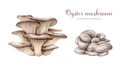 Oyster mushroom set. Watercolor illustration. Hand painted Pleurotus ostreatus fungi element collection. Oyster fresh