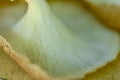 Oyster mushroom skin texture. HD Image and Large Resolution. can be used as background and wallpaper. web banners consepts