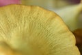 Oyster mushroom skin texture. HD Image and Large Resolution. can be used as background and wallpaper. web banners consepts