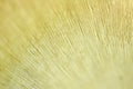 Oyster mushroom skin texture. HD Image and Large Resolution. can be used as background and wallpaper. web banners consepts