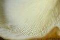 Oyster mushroom skin texture. HD Image and Large Resolution. can be used as background and wallpaper. web banners consepts