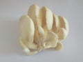 Oyster mushroom in white background