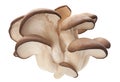 Oyster mushroom on white Royalty Free Stock Photo