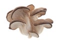 Oyster mushroom on white Royalty Free Stock Photo