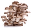 Oyster mushrooms Royalty Free Stock Photo