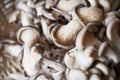 Oyster mushrooms Royalty Free Stock Photo