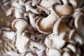 Oyster mushrooms