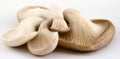 Oyster Mushrooms