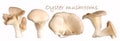 Oyster mushrooms