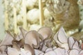 Oyster mushrooms cultivation Royalty Free Stock Photo