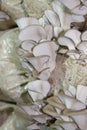 Oyster mushrooms cultivation Royalty Free Stock Photo