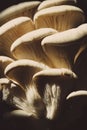 Oyster mushrooms on a dark background, fresh food ingredient