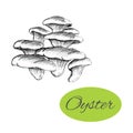 Oyster Mushrooms Drawing