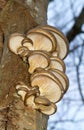 Oyster mushrooms on dying tree Royalty Free Stock Photo