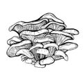 Oyster mushrooms . Edible mushrooms also grow on trees . Delicious forest mushrooms.Vegan food. vector illustration