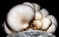 Oyster mushrooms grow on the farm