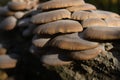 Oyster mushrooms growing on an old log in the forest on the Bank of the Volga river.