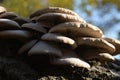 Oyster mushrooms grown on a log in the forest on the banks of the Volga river Royalty Free Stock Photo