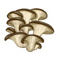 Oyster mushrooms illustration