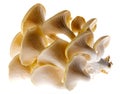 Oyster mushrooms - Pleurotus cornucopiae Royalty Free Stock Photo