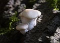 Oyster Mushrooms