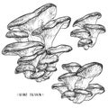 Oyster mushrooms set. Vector illustration of mushrooms on white background. Royalty Free Stock Photo