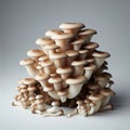 Oyster mushrooms, small group, isolated on plain background Royalty Free Stock Photo