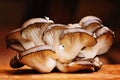 Oyster Mushrooms Royalty Free Stock Photo