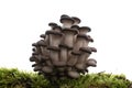 Oyster mushrooms tree with green grass promoting healthy vegan lifestyle
