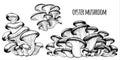 Oyster mushrooms Vector