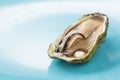 Oyster with a pearl on a blue background Royalty Free Stock Photo