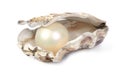 Oyster and pearl Royalty Free Stock Photo
